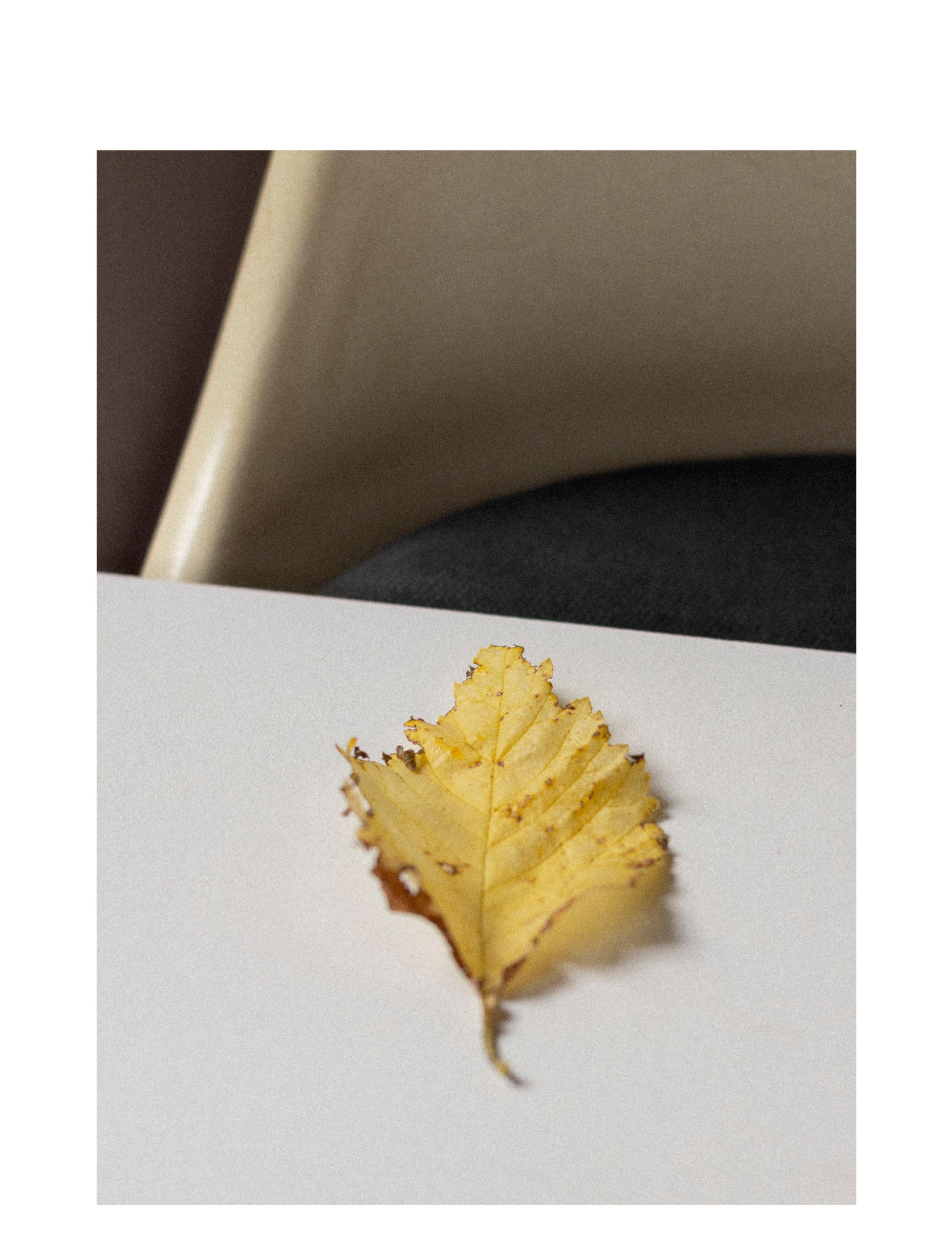 Balistraat, autumn leaf